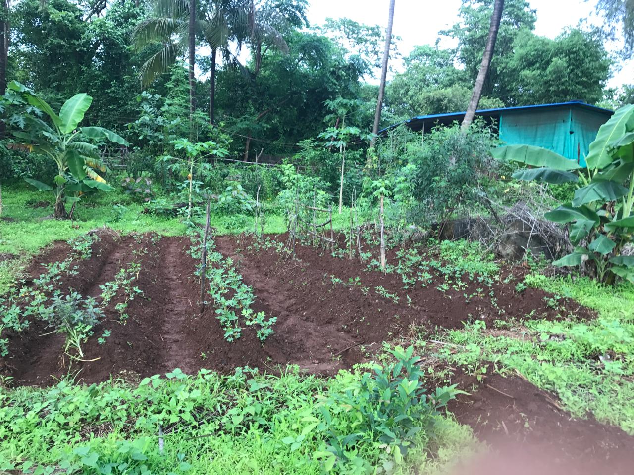 organic farming taught by Vidya Didwania