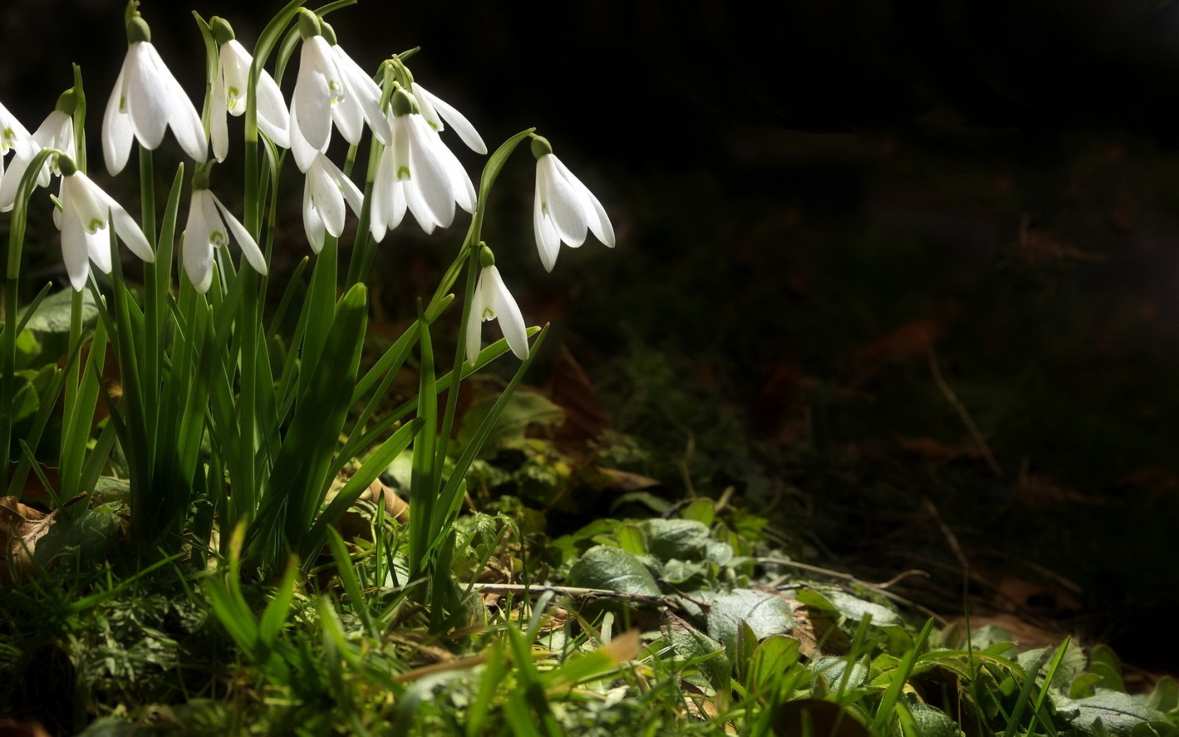 forward bending poses