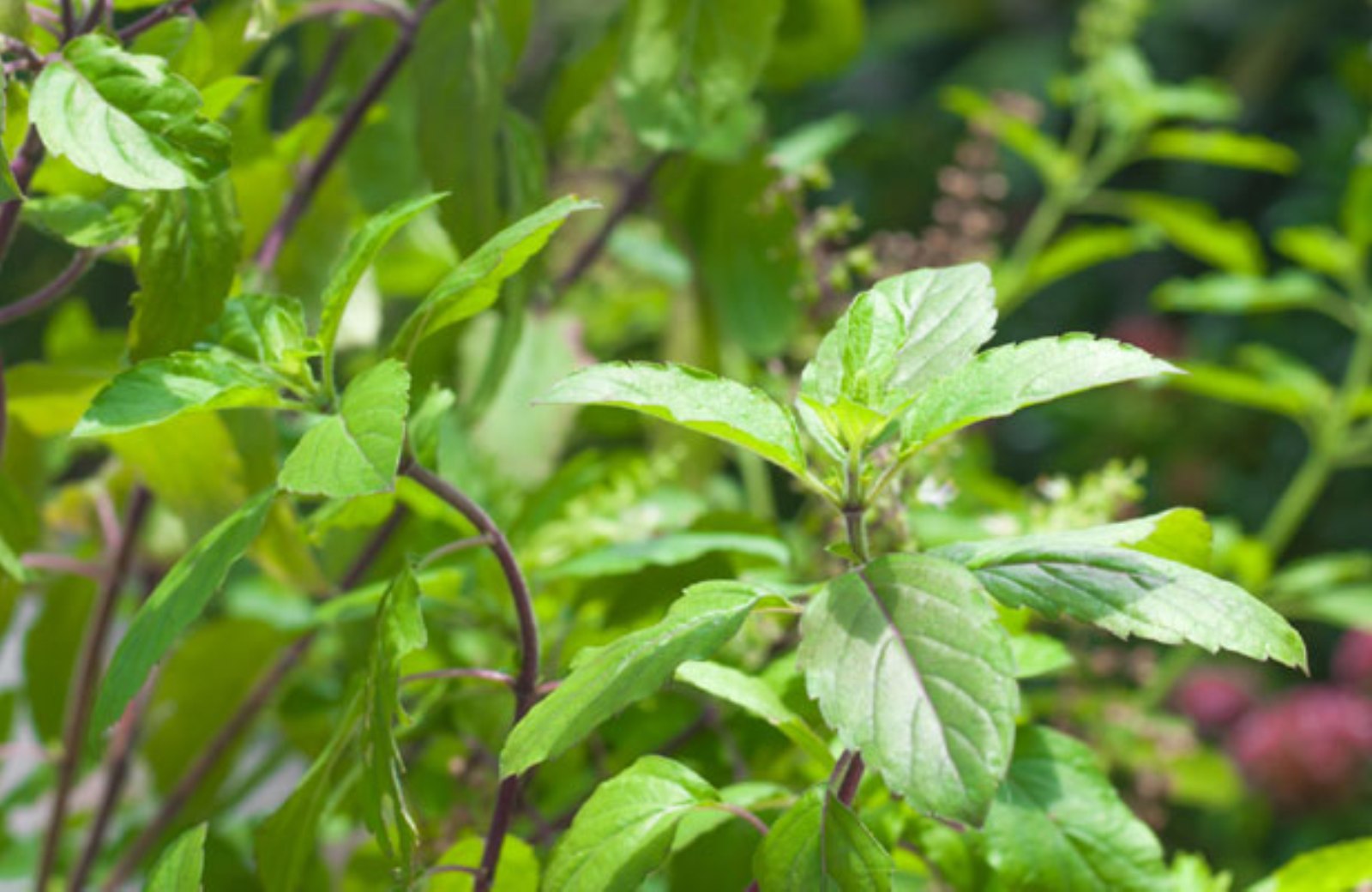 Tulsi - Holy Indian Basil